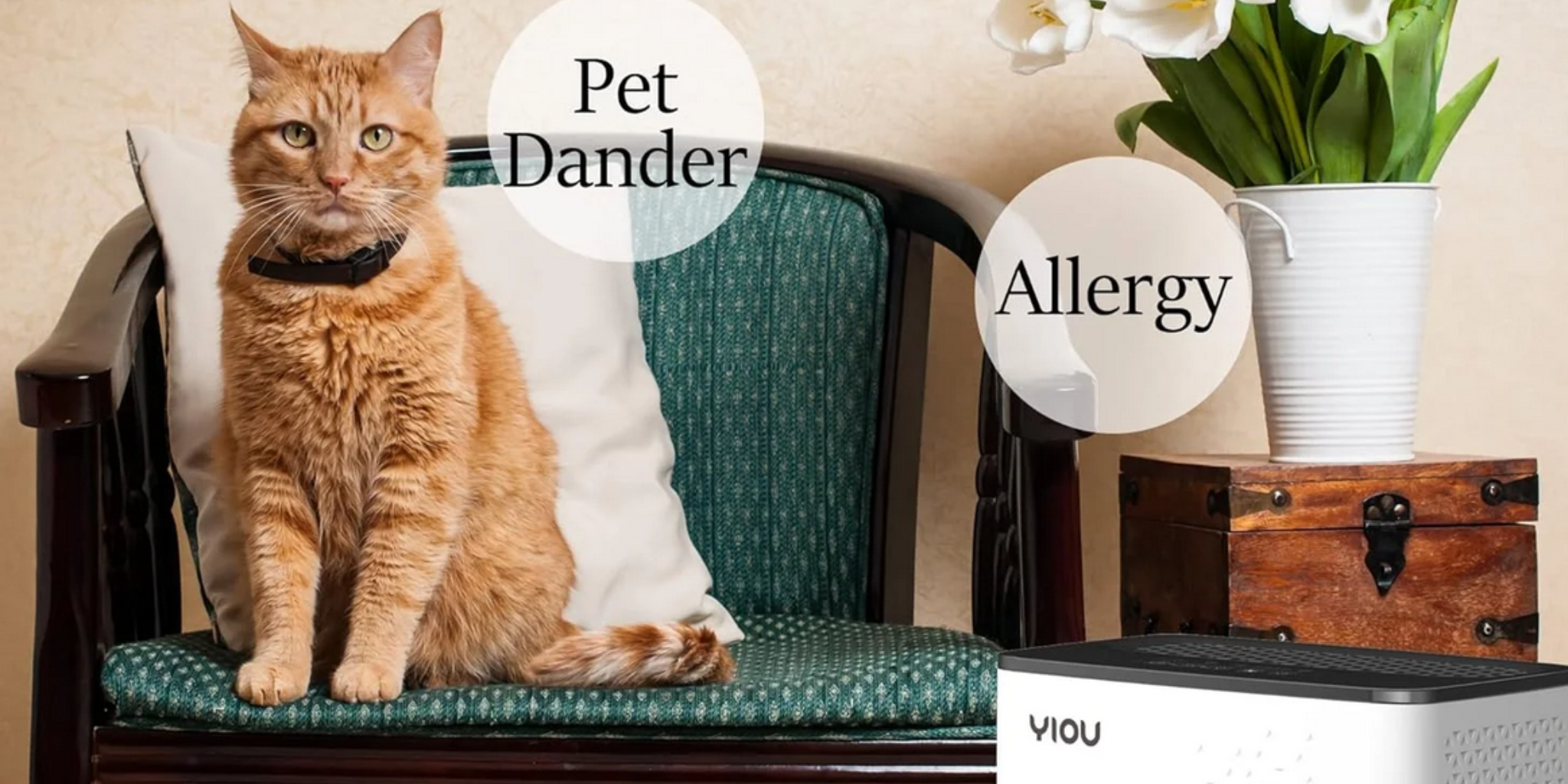 How to help reduce pet dander and allergies in the home