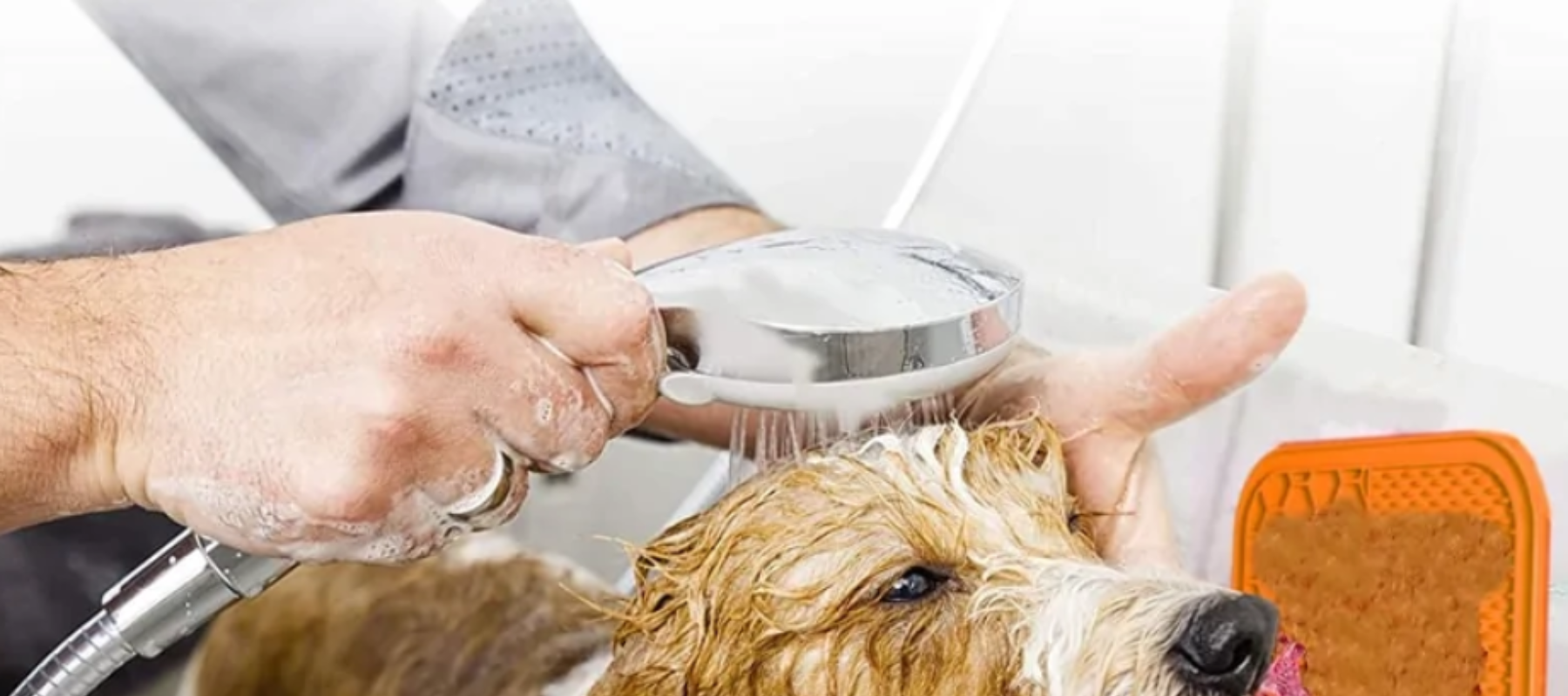 Dog in the bath with handheld sprayer and wall dog lick pad - DogBox