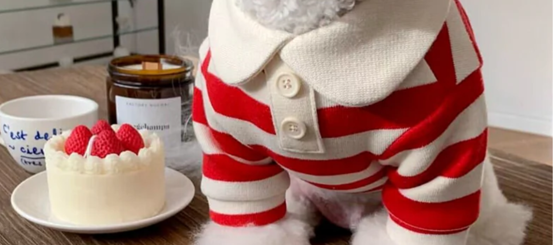 Pet Clothing and Dog Happy Birthday Outfits - DogBox