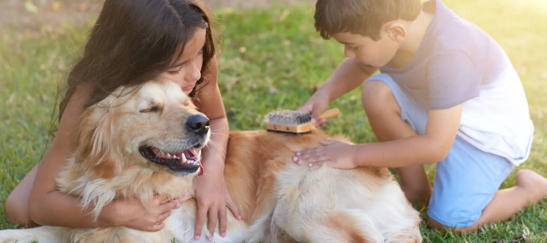Kids brushing a dog in the grass - Dogbox
