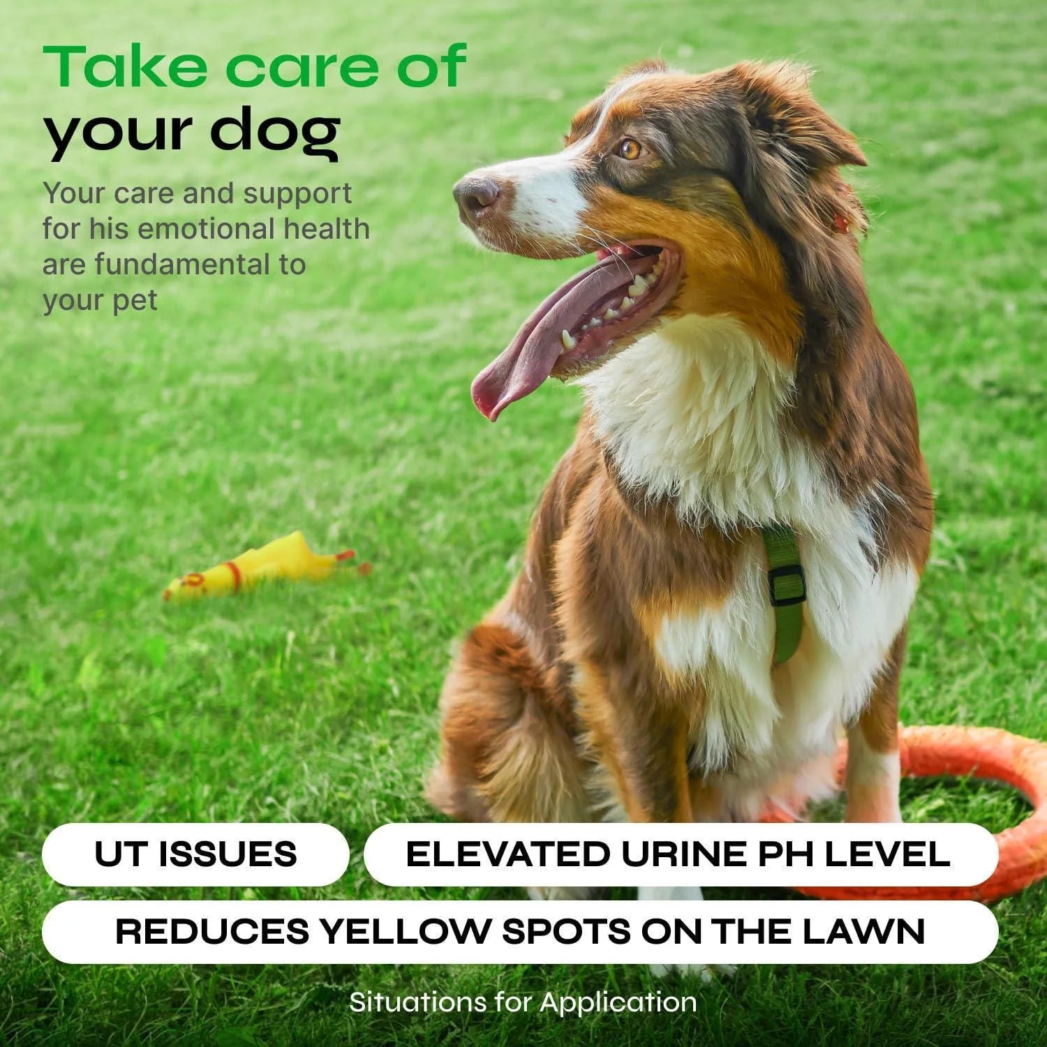Dog Urine Neutralizer for Lawn Grass Burn Spot Chews Dog Pee Grass Spot Saver