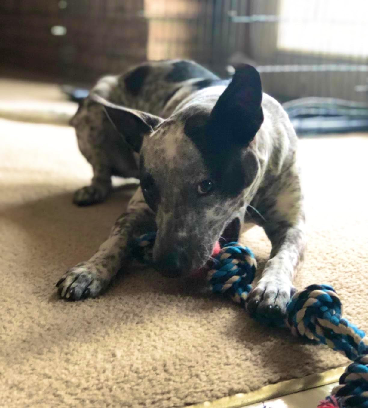 XL Dog Rope Toy for Aggressive Chewers - Dog Toy, Benefits Non-Profit Dog Rescue, Large Dog Toys, Durable Dog Toys for Aggressive Chewers, Nearly Indestructible Dog Toys for Aggressive Chewers, Blue