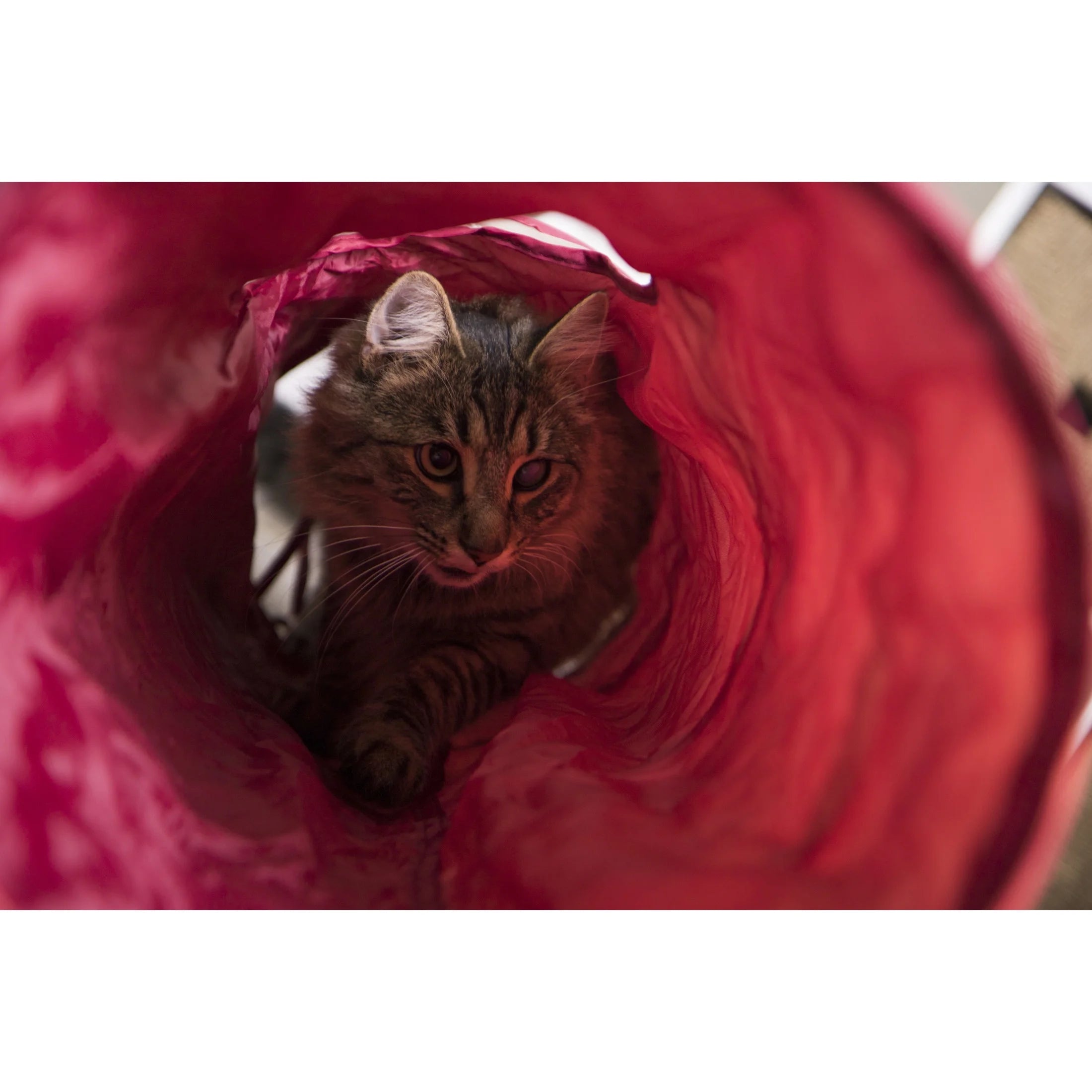 Crackle Chute Collapsible Tunnel Cat Toy with Crinkle Sound & Peek-A-Boo Window