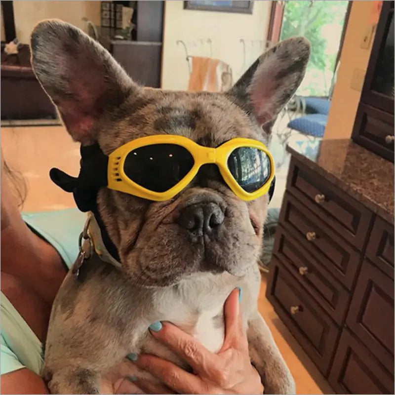 Dog Sunglasses Protect your Furry Friend's Eyes from the Sun and Wind