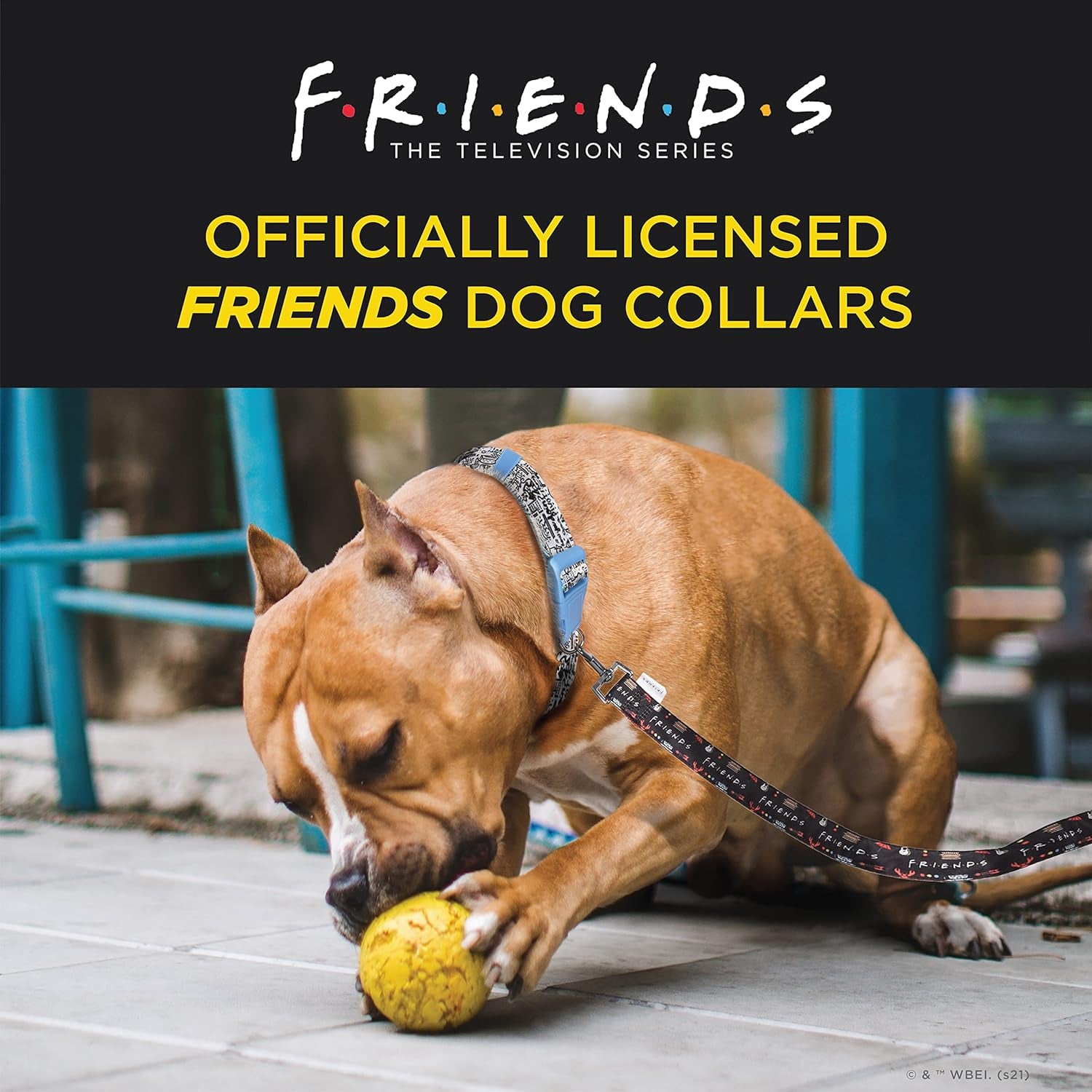 Friends Merch: Iconic TV Show Dog Collar, Black with D-Ring for Medium Dogs
