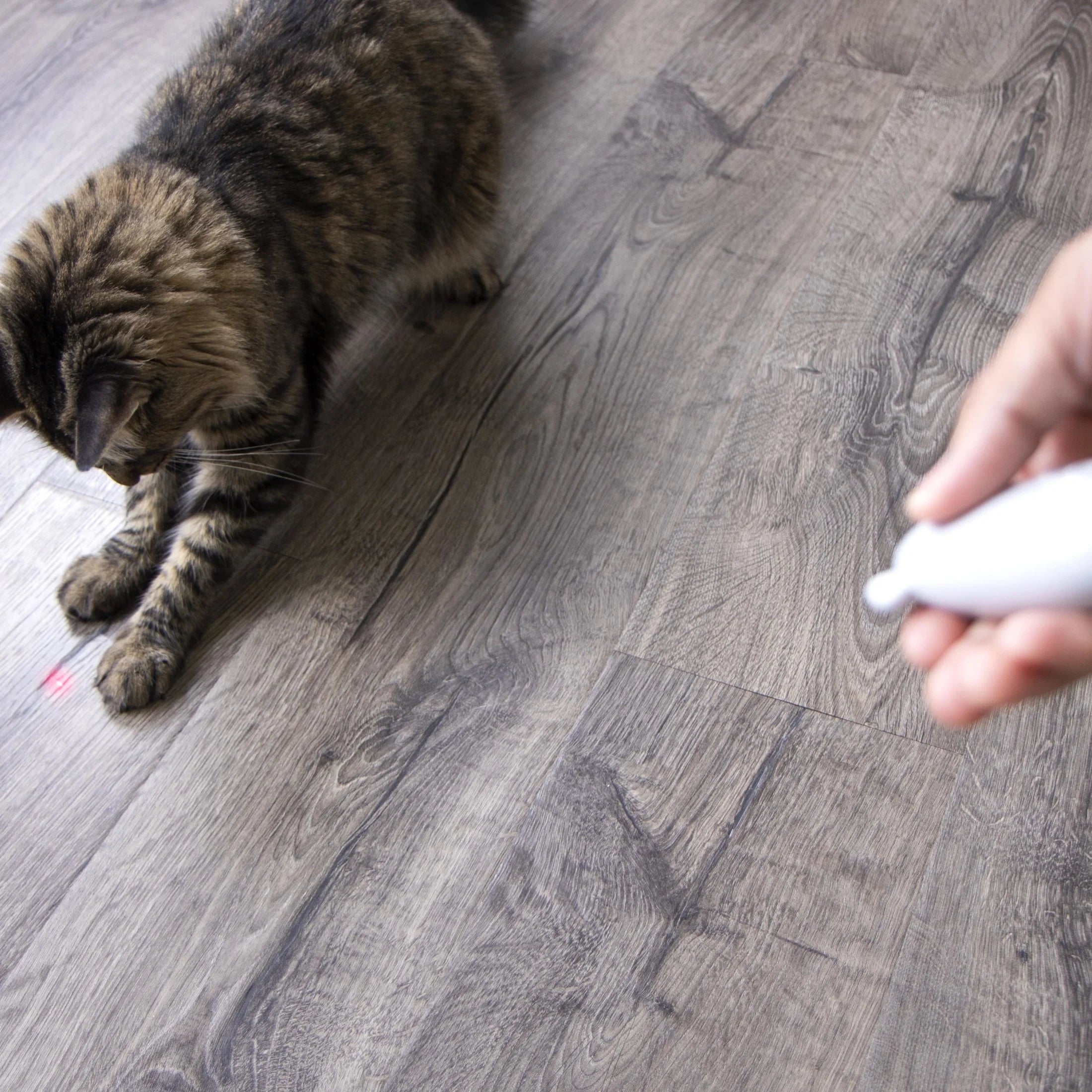 Loco Laser Electronic Light Laser Cat Toy, Battery Powered