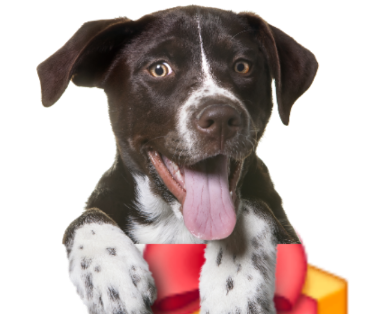 Dog peeking out from a gift box with another dog at the bottom right corner on a white background