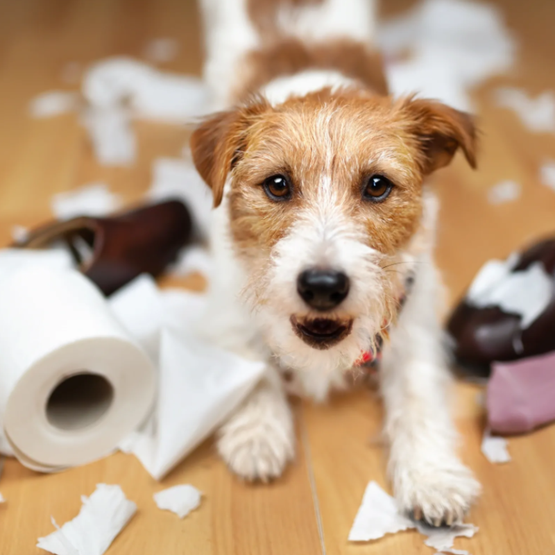 Dog sitting among torn paper and a roll of toilet paper on a wooden floor - DobBox Gift Card
